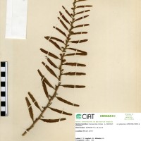 9367 herbarium