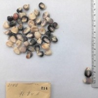 CIMMYTMA 214 - Reference Inventory.jpg