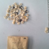 CIMMYTMA 23 - Reference Inventory.jpg