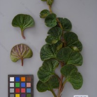 CIP 201062 Herbarium