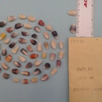 CIMMYTMA 5872 - Reference Inventory.jpg