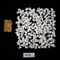 Popped and not popped comparison labeled.JPG