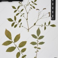 CIP 760462_HHA 6620_04.jpg