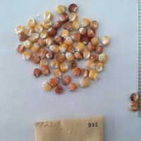 CIMMYTMA 992 - Reference Inventory.jpg