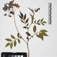 CIP 765693_RPSP 004_01.jpg