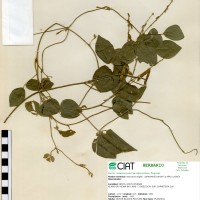 19101 herbarium