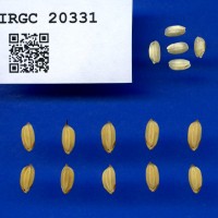 IRGC 20331 Seed Photo