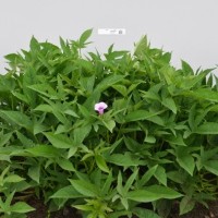 CIP 420922 (plant).jpg