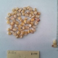 CIMMYTMA 2180 - Reference Inventory.jpg