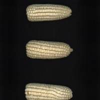 CIMMYTMA 5502 YUCA 67 AF19A-0903-57 E1.jpg