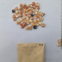 CIMMYTMA 473 - Reference Inventory.jpg