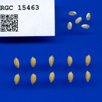 IRGC 15463 Seed Photo