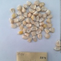 CIMMYTMA 1978 - Reference Inventory.jpg