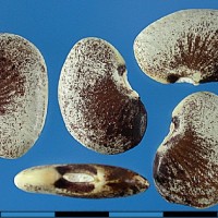 G25304 seed.jpg