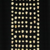 CIMMYTMA 3923 PARA 132 AF19A-0903-101 K.jpg