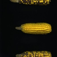 CIMMYTMA 21477 PAZM 05068 AF18A-0903-3 E1.jpg