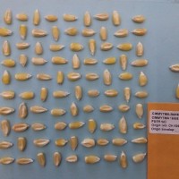 CIMMYTMA 16505 - Reference Inventory.jpg