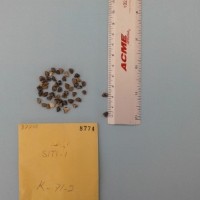 CIMMYTMA 8774 - Reference Inventory.jpg