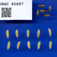 IRGC 60667 Seed Photo