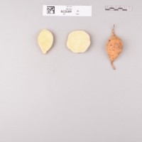 CIP 400239 (root).jpg