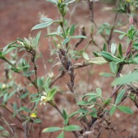 Stylosanthes fruticosa 995 pod.JPG
