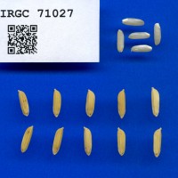 IRGC 71027 Seed Photo