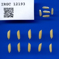IRGC 12193 Seed Photo