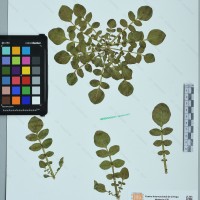 CIP 761135 herbarium