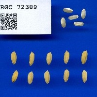 IRGC 72309 Seed Photo