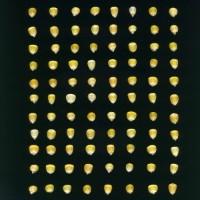 CIMMYTMA 5896 OAXA 353 GD21B-6903-79 K.jpg