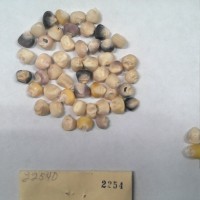 CIMMYTMA 2254 - Reference Inventory.jpg