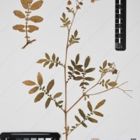 CIP 761412_OCHP 12042_01.jpg