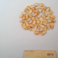 CIMMYTMA 4576 - Reference Inventory.jpg