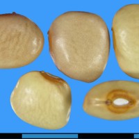G16008 seed.jpg