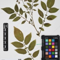 CIP 760519_HAM 141_01.jpg