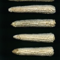 CIMMYTMA 6065 OAXA 311 BA21U-2903-180 C_compress.jpg