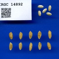 IRGC 14892 Seed Photo