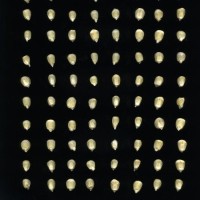 CIMMYTMA 27779 GUAT 1368 TC22U-2903-90 K.jpg