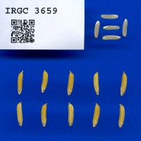 IRGC 3659 Seed Photo