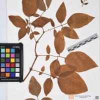 CIP 761393_OCH 12012_04.jpg