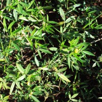 Stylosanthes hamata 11635f.JPG