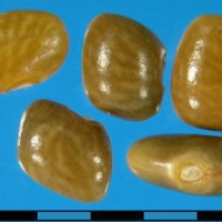 G13019 seed