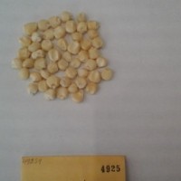 CIMMYTMA 4925 - Reference Inventory.jpg