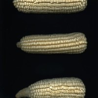 CIMMYTMA 25684 ARZM 16 023 AF18A-0903-57 E.jpg