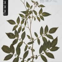 CIP 762335_OCHS 15599_06.jpg