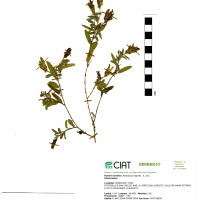 21497 herbarium