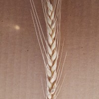 CWI_3165_52594_494_2_c.jpg