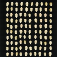 CIMMYTMA 26860 GUAN 452 BA22U-2903-80 K.jpg