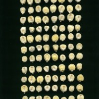 CIMMYTMA 32193 JUN. 539 TC19U-2902-118 K.jpg