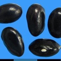 G52427 seed.jpg